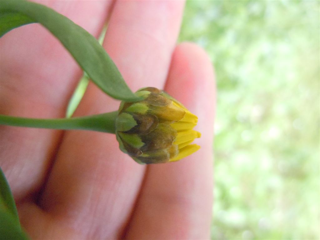 Glebionis segetum / Crisantemo campestre